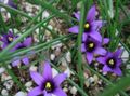 Trädgårdsblommor Romulea ljusblå Fil