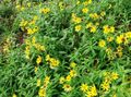 Gartenblumen Arnika, Arnica sachalinensis gelb Foto