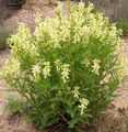 yellow Flower Astragalus Photo and characteristics