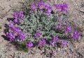purple Flower Astragalus Photo and characteristics