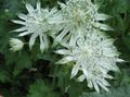 white Flower Masterwort Photo and characteristics