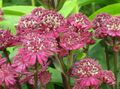 Garden Flowers Masterwort, Astrantia burgundy Photo