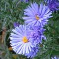 hellblau Blume Aster Foto und Merkmale