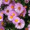 pink Flower Aster Photo and characteristics