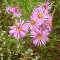 Garden Flowers New England aster, Aster novae-angliae pink Photo