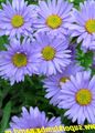 hellblau Blume Alpen-Aster Foto und Merkmale