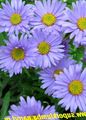 Záhradné kvety Alpine Aster, Aster alpinus modrá fotografie