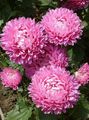 pink Flower China Aster Photo and characteristics