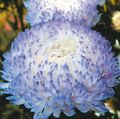 Záhradné kvety China Aster, Callistephus chinensis modrá fotografie