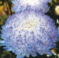 Tuin Bloemen China Aster, Callistephus chinensis lichtblauw foto