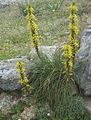 Garden Flowers King's Spear, Asphodeline yellow Photo