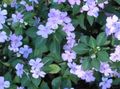 hellblau Blume Geduld Pflanze, Balsam, Juwel Unkraut, Busy Lizzie Foto und Merkmale