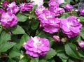 Gartenblumen Geduld Pflanze, Balsam, Juwel Unkraut, Busy Lizzie, Impatiens rosa Foto