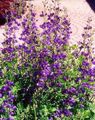 Garden Flowers False indigo, Baptisia purple Photo