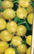 Stachelbeeren Sorten Khinnomaki gelb Foto und Merkmale
