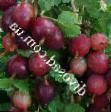 L'uva spina  Besshipnyjj la cultivar foto