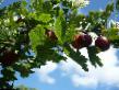 Gooseberry varieties Smena Photo and characteristics
