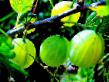 L'uva spina le sorte Uralskijj vinograd foto e caratteristiche