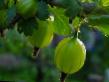 Цариградско грозде  Челябинский зелёный сорт снимка