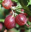 Gooseberry varieties Komandor Photo and characteristics