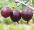 Цариградско грозде  Финик сорт снимка
