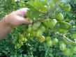 Gooseberry varieties Besshipnyjj grushevidnyjj Photo and characteristics