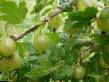 L'uva spina  Izumrudnyjj la cultivar foto
