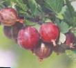 L'uva spina  Balet (Prima) la cultivar foto