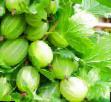 Цариградско грозде  Зеленый дождь  сорт снимка