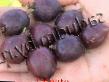 Gooseberry varieties Sirius (Gulliver) Photo and characteristics