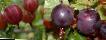 Цариградско грозде  Сеянец Лефора  сорт снимка