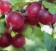L'uva spina le sorte Russkijj foto e caratteristiche