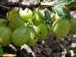 Gooseberry varieties Grossular Photo and characteristics