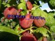 L'uva spina  Ravolt la cultivar foto