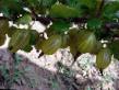 Gooseberry varieties Masheka Photo and characteristics