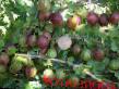 Gooseberry varieties Kooperator Photo and characteristics