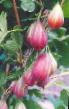 Gooseberry varieties Serenada Photo and characteristics