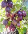 Цариградско грозде  Челябинский слабошиповатый сорт снимка