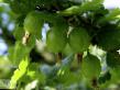 Цариградско грозде  Тёмно-зеленый Мельникова сорт снимка