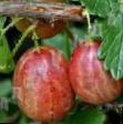 Gooseberry varieties Seyanec Smeny Photo and characteristics