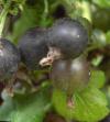 Gooseberry varieties Josta Berry Photo and characteristics