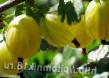 Gooseberry varieties Anglijjskijj zheltyjj Photo and characteristics