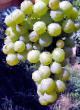 Grapes varieties Ananasnyjj rannijj Photo and characteristics