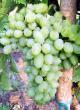 Grapes varieties Baklanovskijj Photo and characteristics