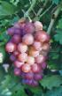 Grapes varieties Blestyashhijj Photo and characteristics
