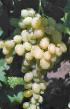 Grapes varieties Valentina Photo and characteristics