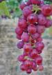 Grapes varieties Vanessa Photo and characteristics