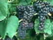 Vindruvor sorter Venus Fil och egenskaper