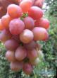 Grapes varieties Veronika Photo and characteristics