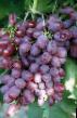 Vindruvor sorter Viktoriya Fil och egenskaper